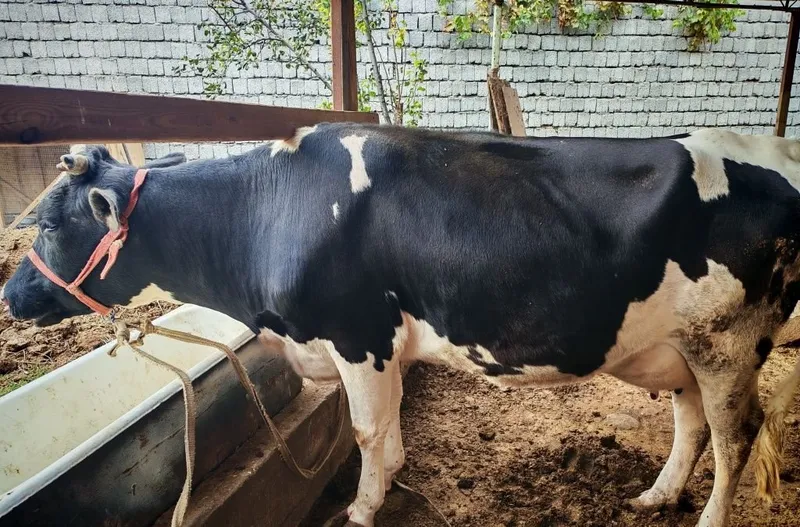 Продаётся корова, отелилась 3 раза 1 Продаётся корова, отелилась 3 раза 1