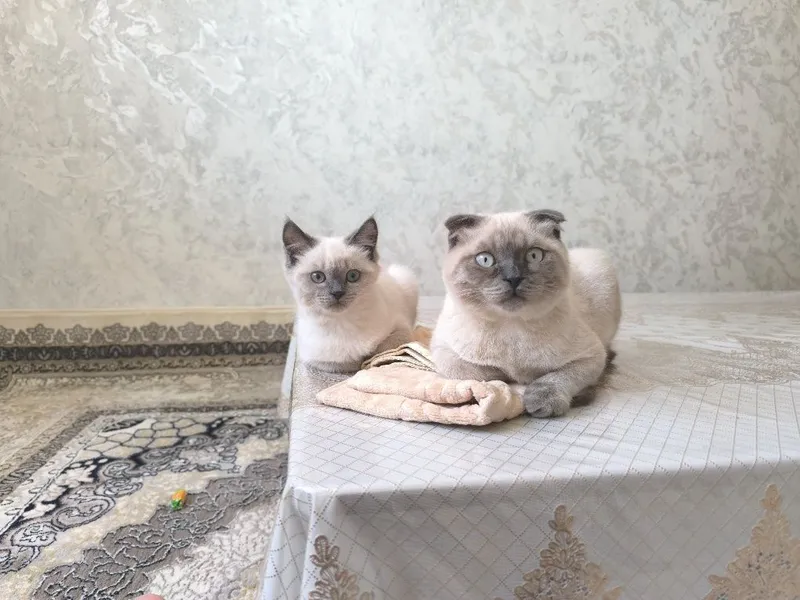 Вязка фолд колор поинт