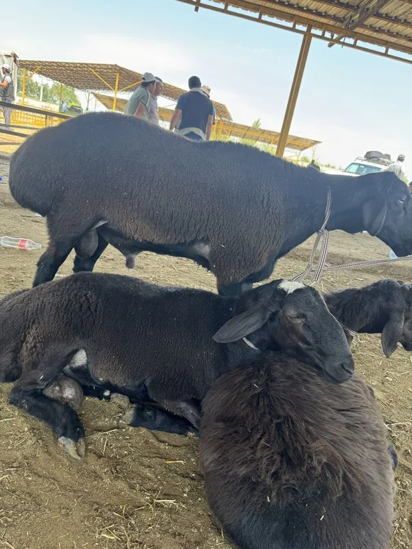 Qochqorlar sotilad qurbonlikka boqishga 1