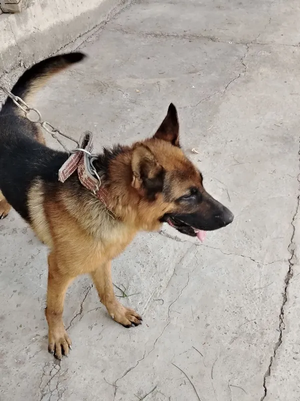 Nemis avsharkasi, qulga urgatilgan, laqabi Rekis, yoshi 2yosh 1