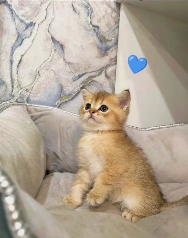 шотландские вислоухие котята — фото 5