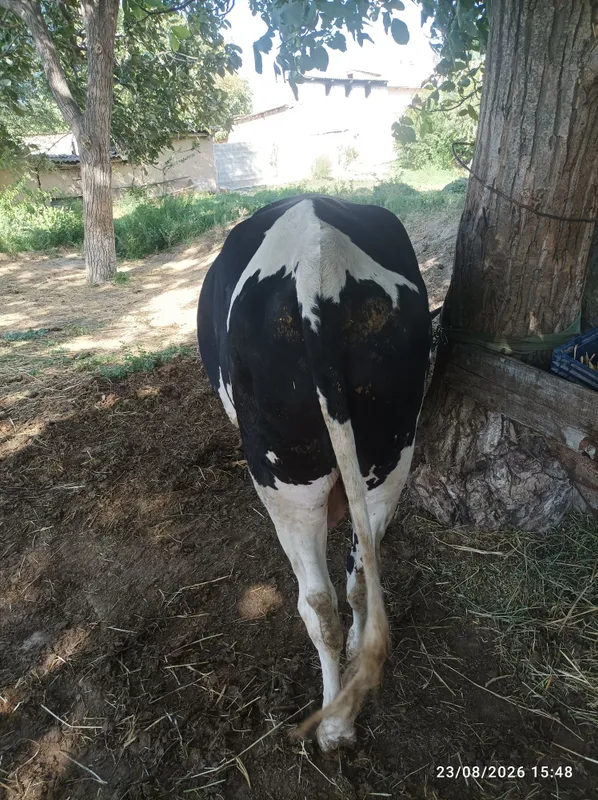 Navos sotiladi 3 yosh Farmontepada 2 Navos sotiladi 3 yosh Farmontepada 2
