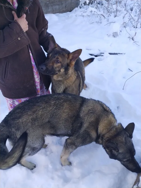 Щенки овчарки восточно европейской — фото 2