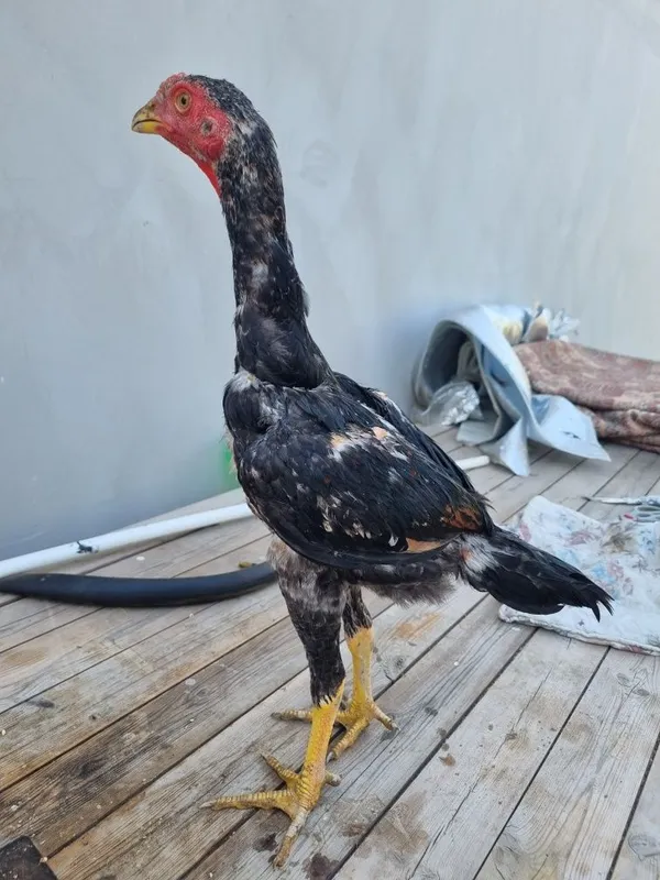 Dakan xoʻrozcha sotiladi 3