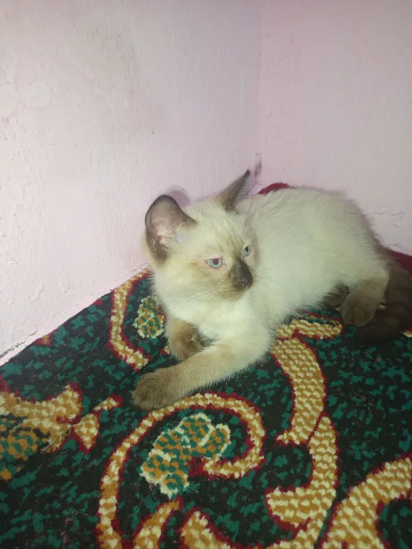 Mushuk tez va arzon sotiladi 2 Mushuk tez va arzon sotiladi 2