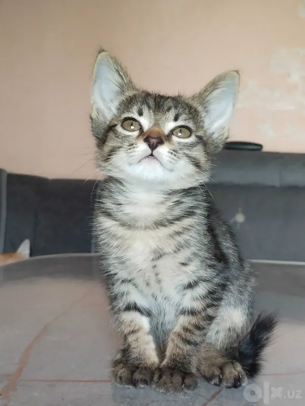 Котенок девочка 2 месяца 4 Котенок девочка 2 месяца 4