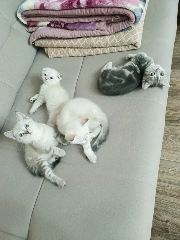 Strayt qoldi 2ta qiz