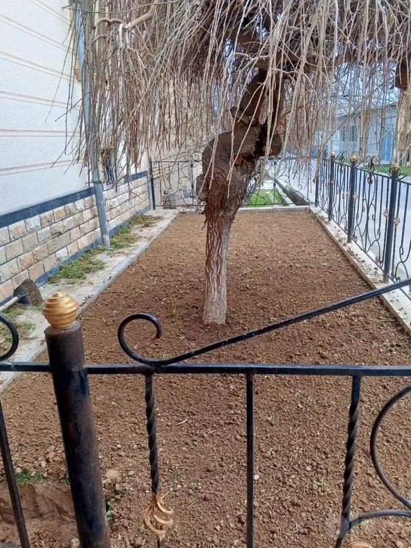 Lanshaf Archa kesish gazon ekish xizmati 8 Lanshaf Archa kesish gazon ekish xizmati 8