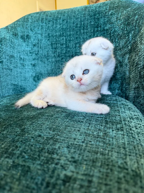 Котята шиншиллы — фото 4