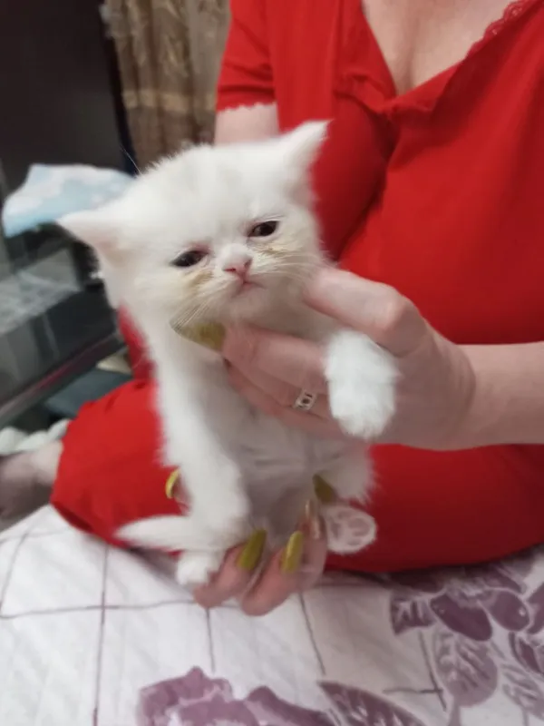 Продаются котята 7 Продаются котята 7