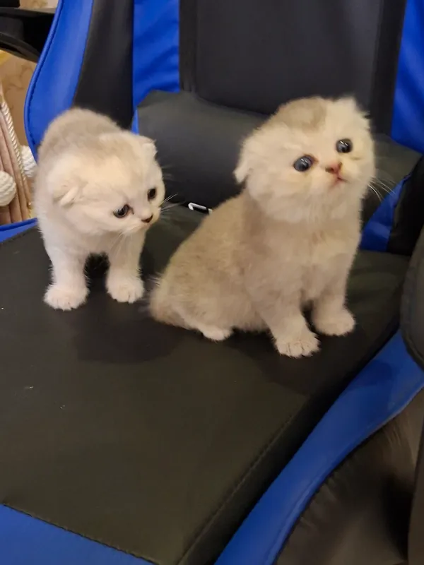 Котята в продаже 4