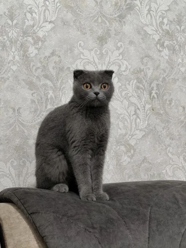 Shatlanski mushuk sotiladi