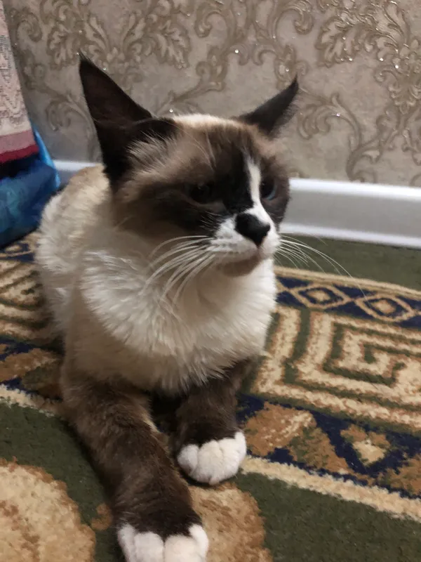Сеанс кошки Сеанс кошки