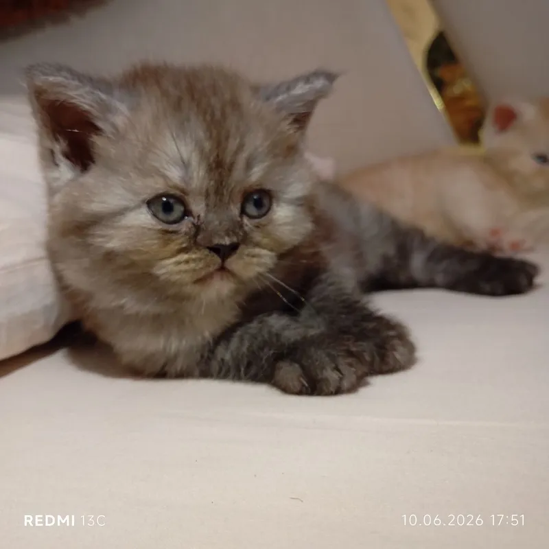 Котята британцы. Уступка есть договоримся Катятам почти 2 месяца кушаю — фото 3
