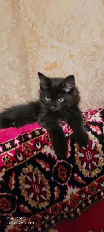 скоттиш хайланд фолд 8