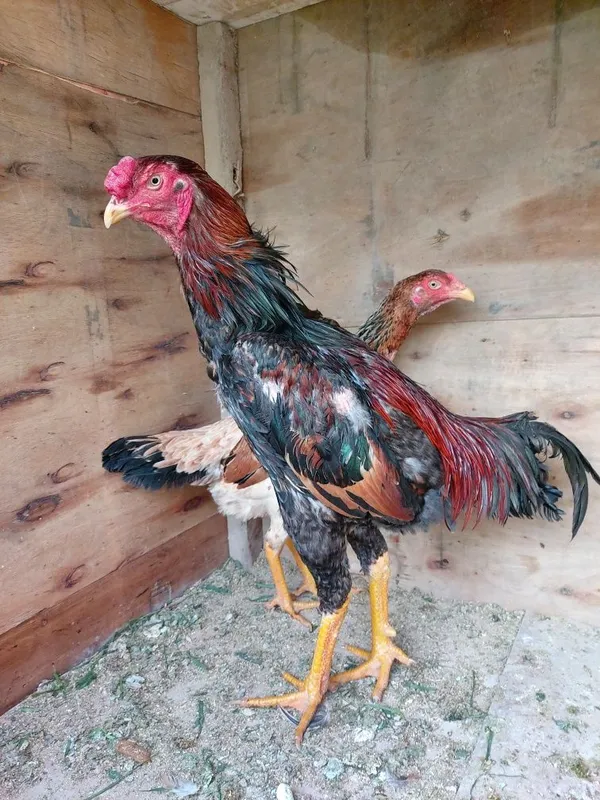 Dakan xuruz sotiladi