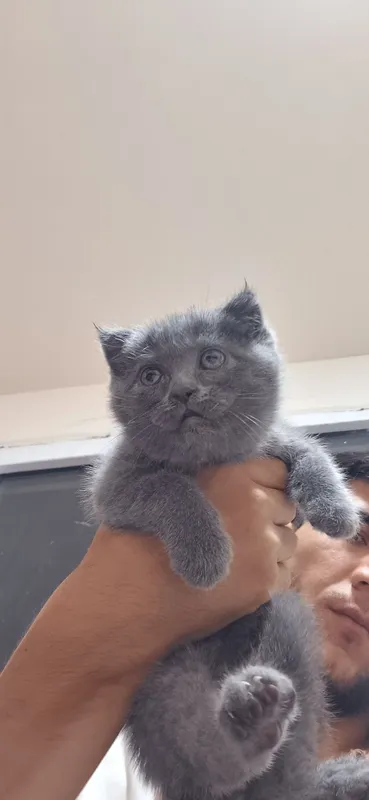 Scottish fold va straight 5