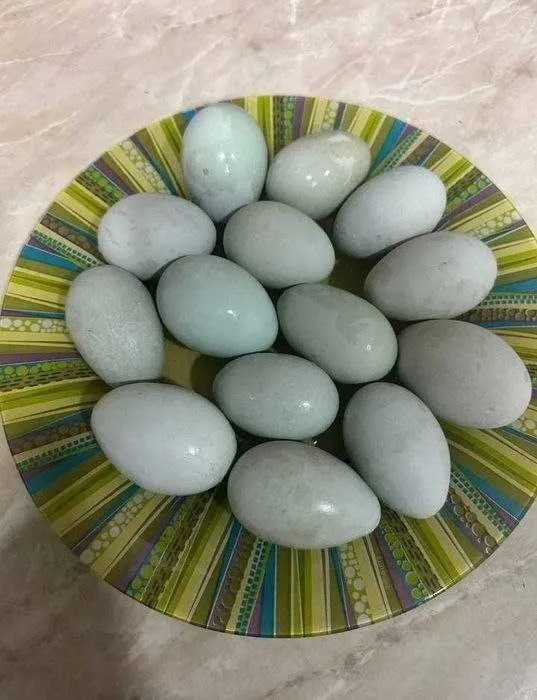 Uxayuli (uhaylyuy uxeyli) sotiladi 2 Uxayuli (uhaylyuy uxeyli) sotiladi 2