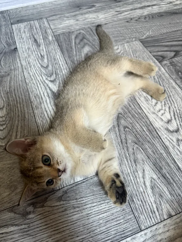 Продается котенок девочка Золотая шиншилла