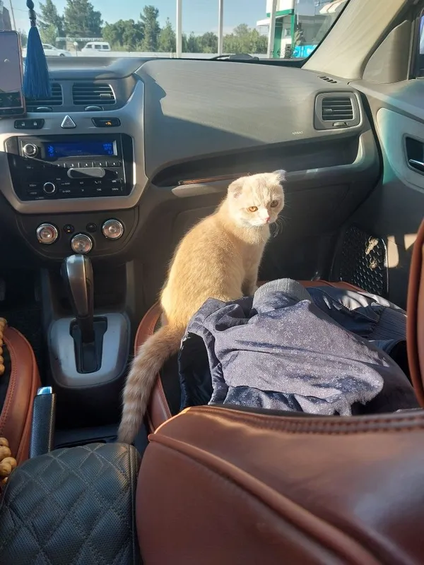 Scottish fold mushuk 4 Scottish fold mushuk 4