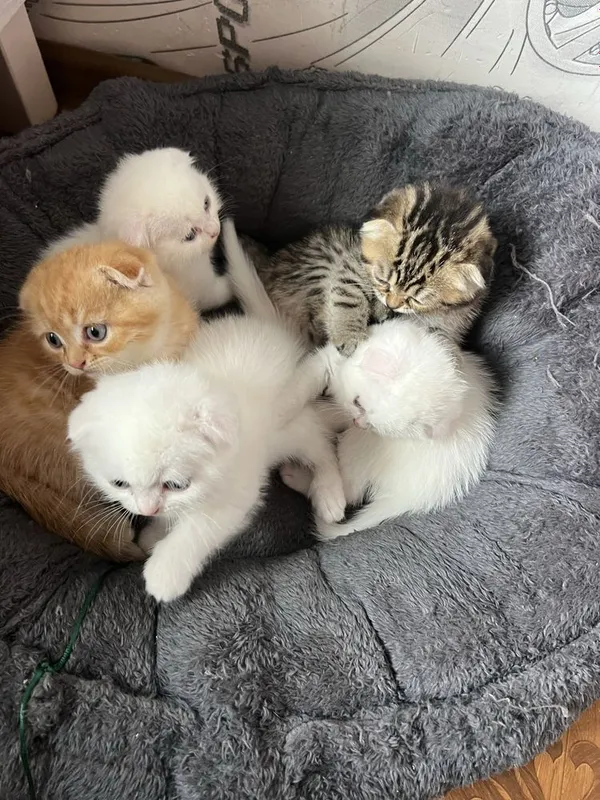 Кошечки веселоухи