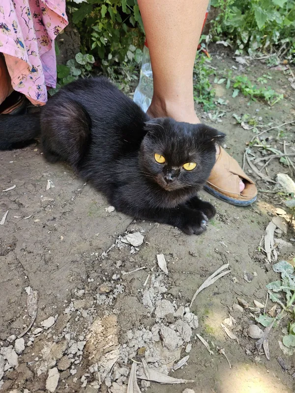 Вислоухий Кошка Нукус Вислоухий Кошка Нукус