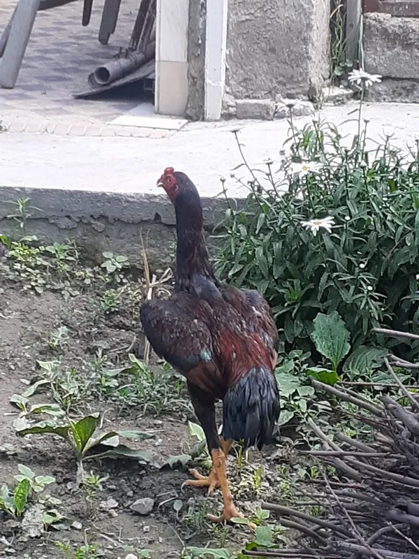Тозза Дакан хуроз 4
