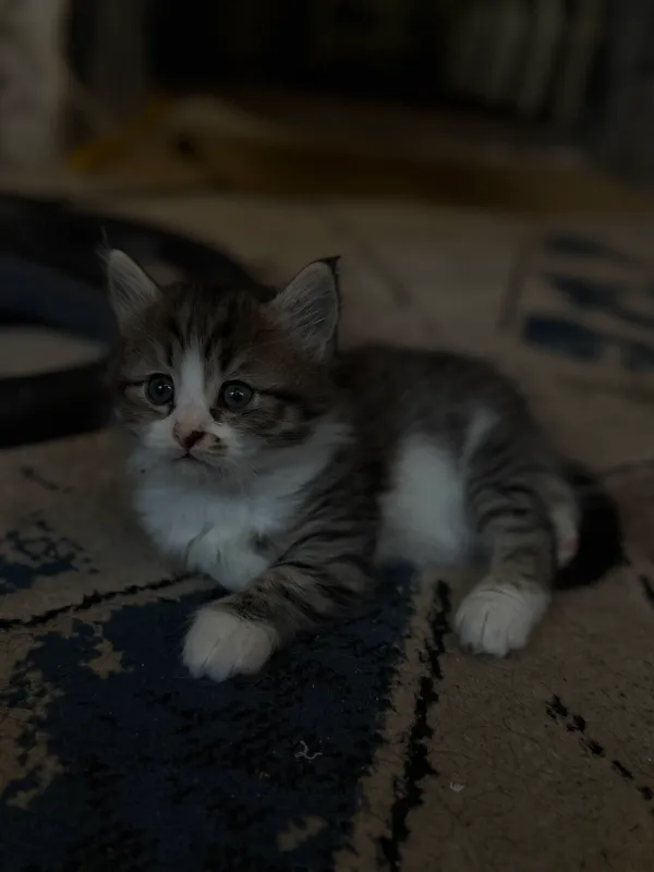 Кошка 3 Кошка 3