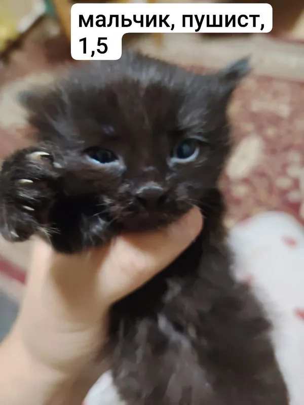 СРОЧНО ОТДАЁМ котята в добрые руки, 5 штук!!! 4 СРОЧНО ОТДАЁМ котята в добрые руки, 5 штук!!! 4