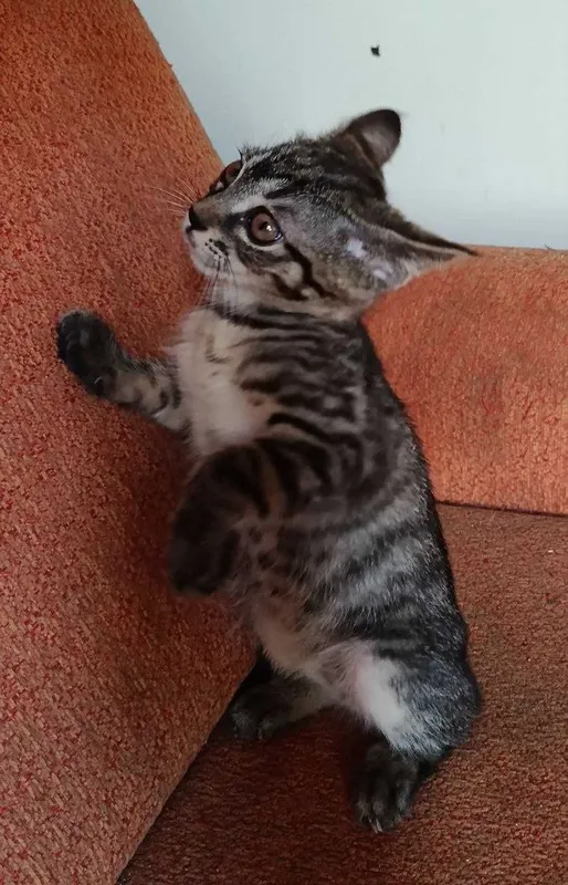 Котята в добрые руки! Смотрите фото. Смотрите другие объявления автора — фото 2