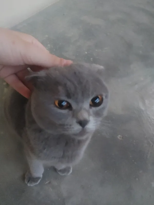 ScottishFold,1,5 –2,5 yosh odamga tez o‘rganuvchan