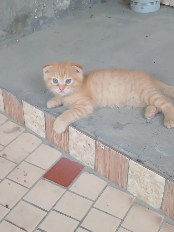 Продаётся котёнок — фото 1