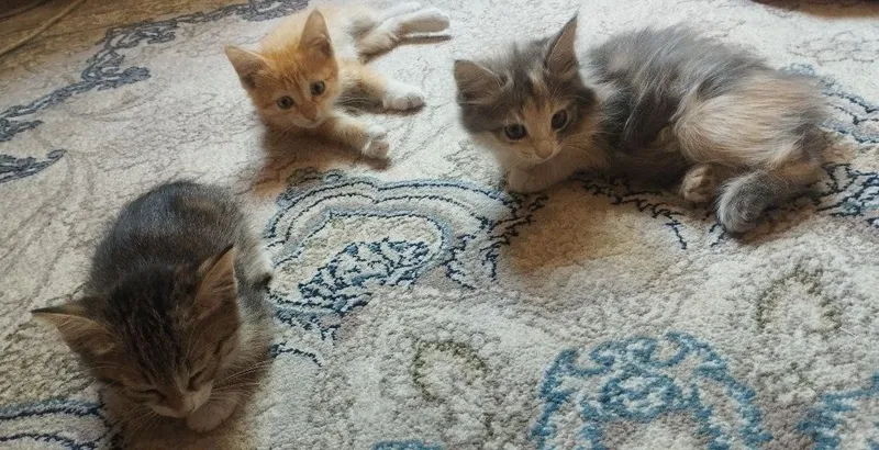 Котята в добрые руки бесплатно 2 Котята в добрые руки бесплатно 2