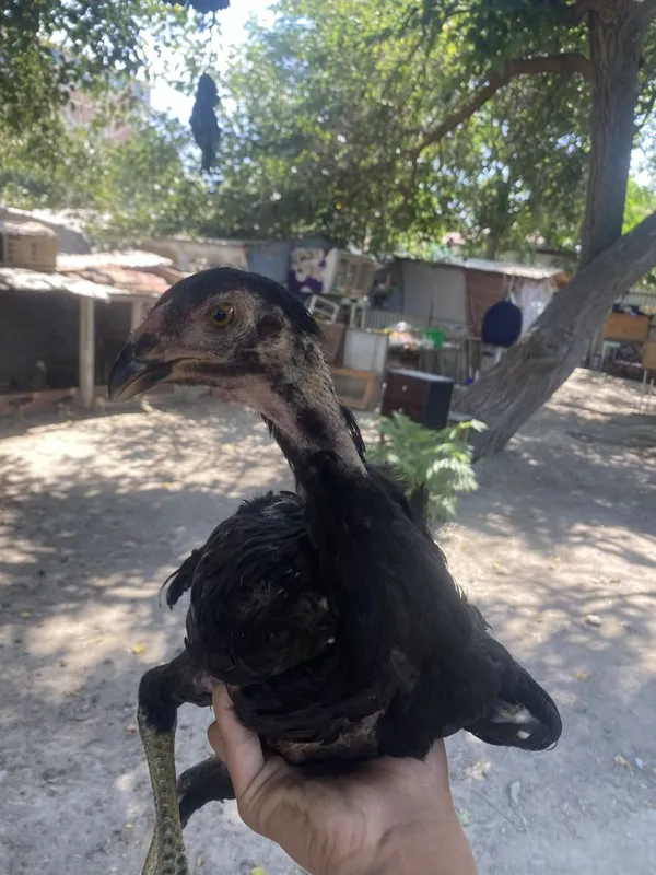 Kulangi juja sotiladi 4 Kulangi juja sotiladi 4