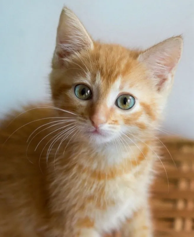 Котенок в хорошие руки 2