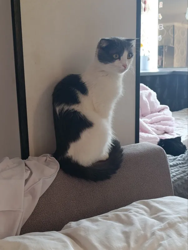 Скотиш фолд смешанные в руки 5
