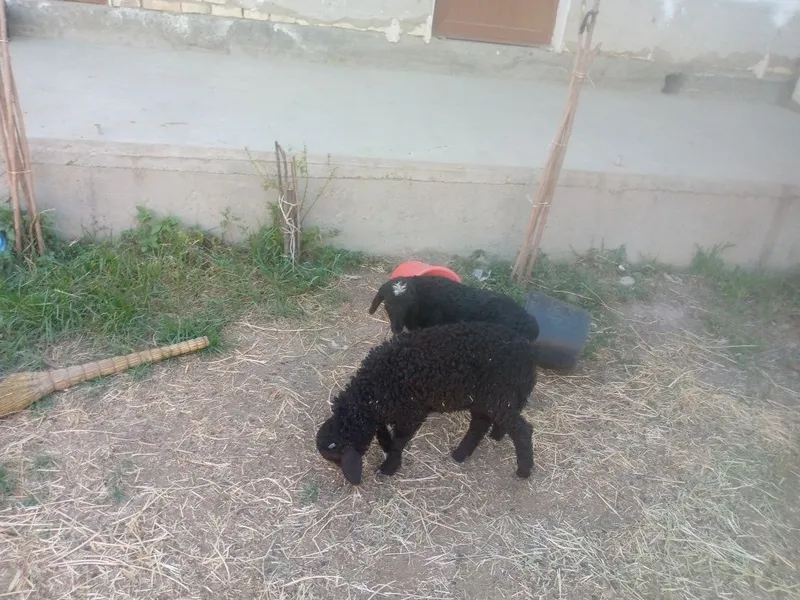 Egiz barra sotiladi