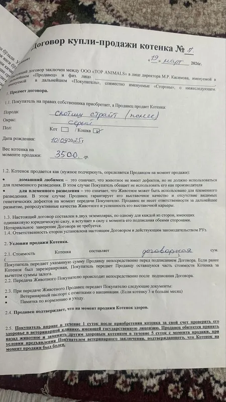 Mushuk bolalari sotiladi 4