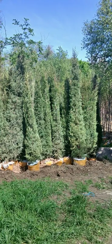 Ko'chatlarimiz bor Toshkent rohat posti oldida — фото 6