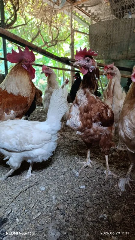 Продам домашних кур. 1 Продам домашних кур. 1