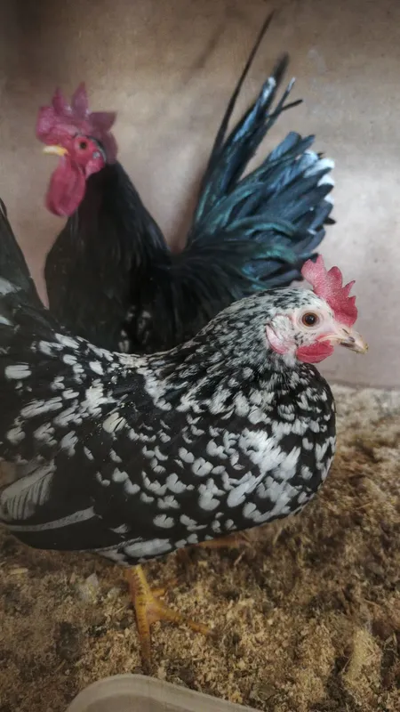 Shabo tuxumlari sotiladi