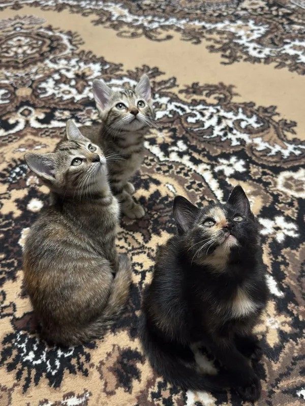 Отдадим котят в хорошие руки