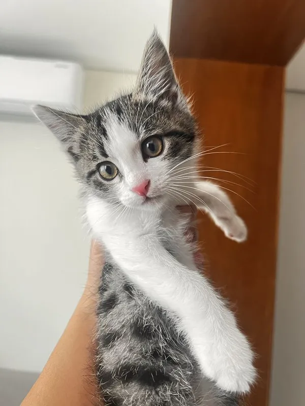 Котенок в добрые руки — фото 1
