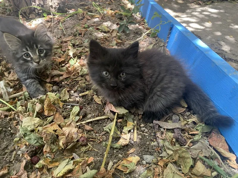 Котята в добрые руки