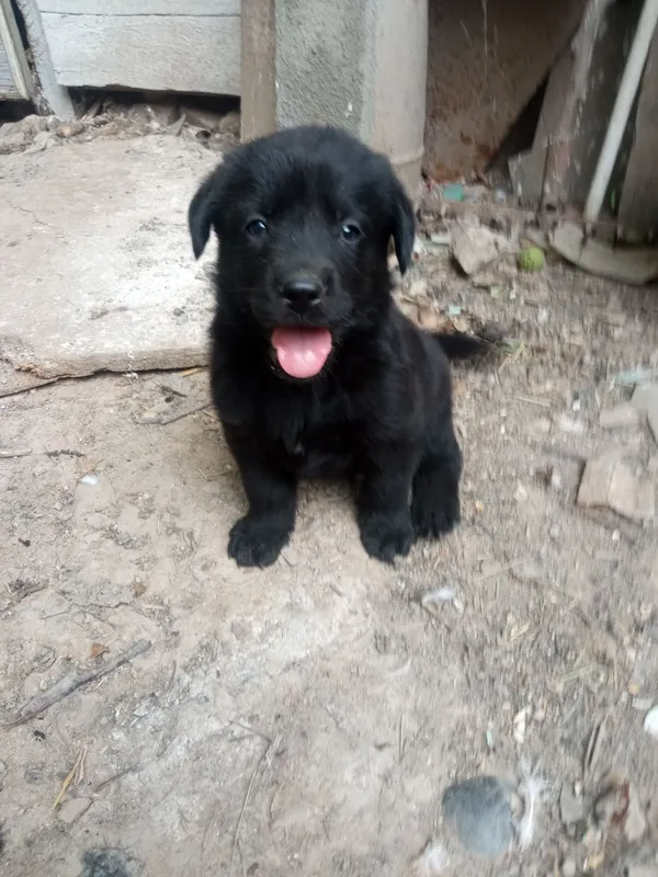 Labrador kuchukchalari sotiladi 4 Labrador kuchukchalari sotiladi 4