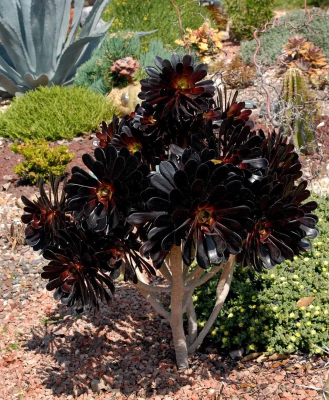 Эониум древовидный (Aeonium arboreum) — 12 см — фото 1