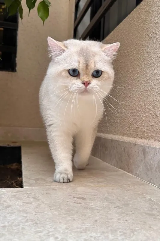 Вязка кошак Mushuk chatishtirish — фото 2