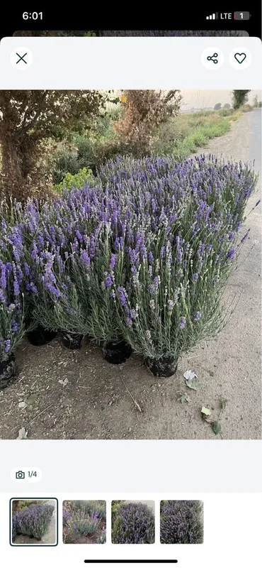 Lavanda urugi bor fransuskiy — фото 6