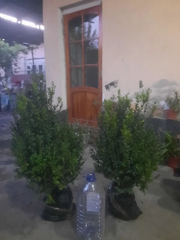 Shamshot sotiladi 2 Shamshot sotiladi 2