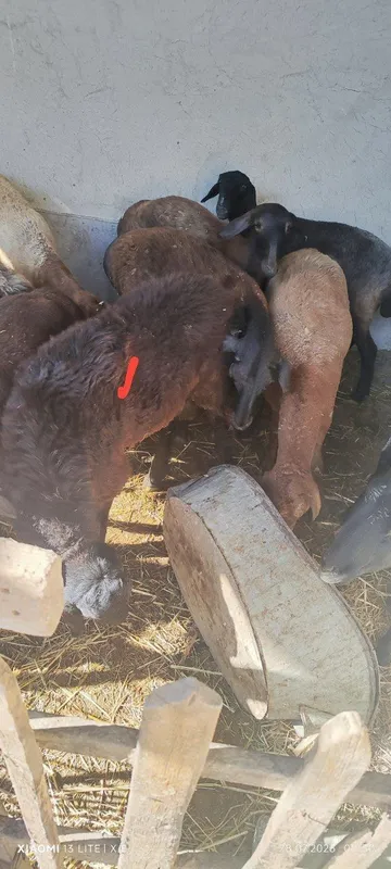 Hisori kashtan qoʻchqor sotiladi 1 Hisori kashtan qoʻchqor sotiladi 1